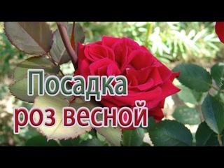 ПОСАДКА РОЗ ВЕСНОЙ.