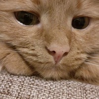 Елена Мякишева | Пенза