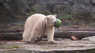 Eisbären Hertha und Tonja im Tierpark Berlin