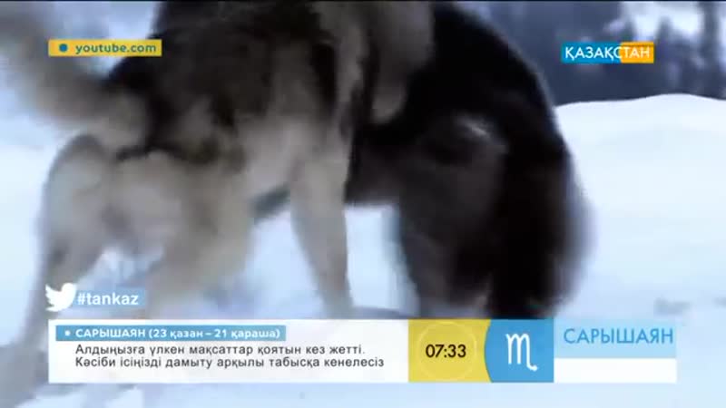 Қасқыр туралы-3