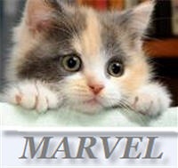 №182, Константин Чернявский, 47 лет, Киев №182, Константин Чернявский, 47 лет, Киев