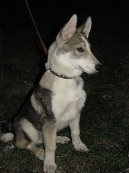 №31, Ахмед Ибынджавахарлалнеру, 105 лет, Кардашинка №31, Ахмед Ибынджавахарлалнеру, 105 лет, Кардашинка