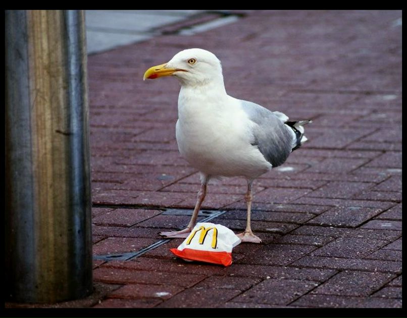 Сергей Чайка | Санкт-Петербург