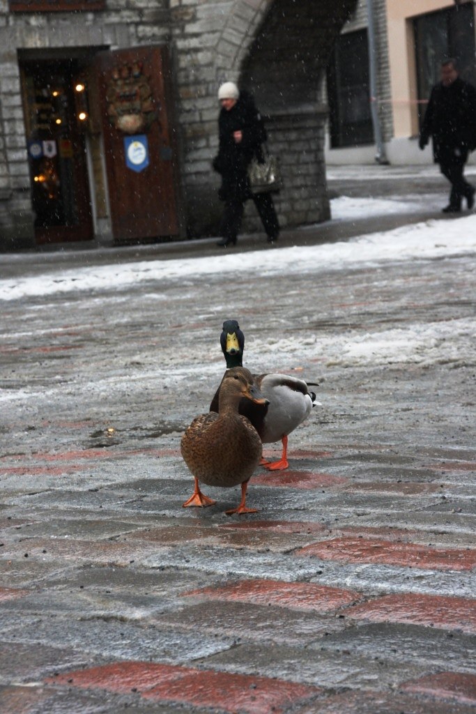 Стася Молчанинова | Москва