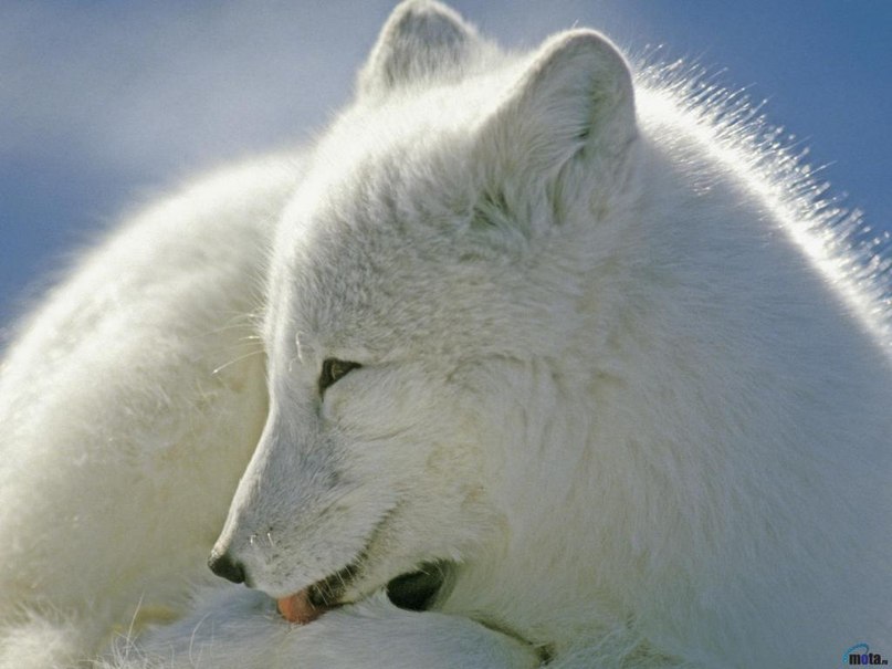 Вера Вязьма | Москва