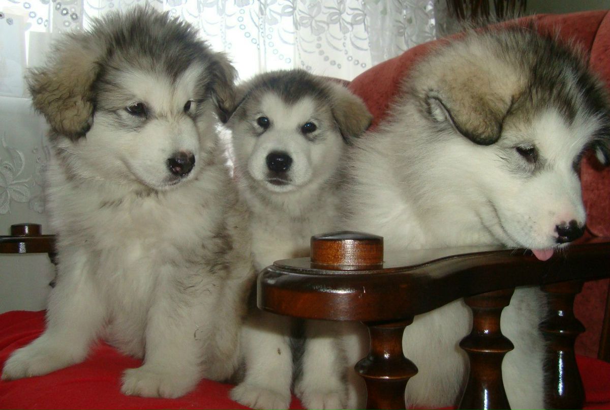 Мария Никитина | Калининград