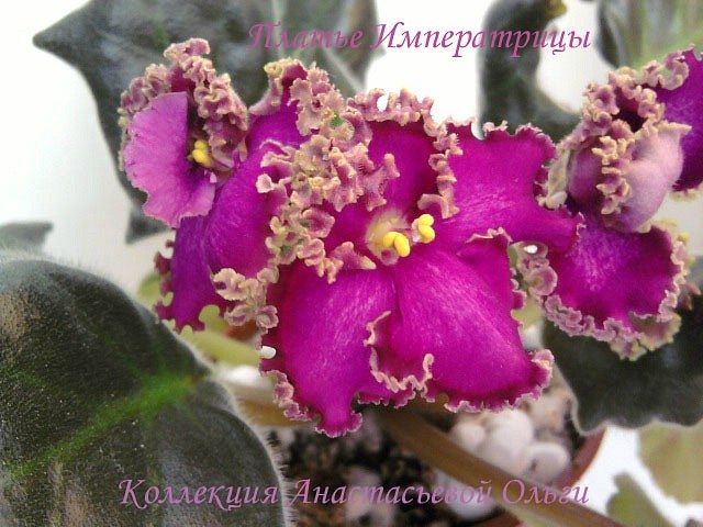 Ольга Анастасьева | Одесса