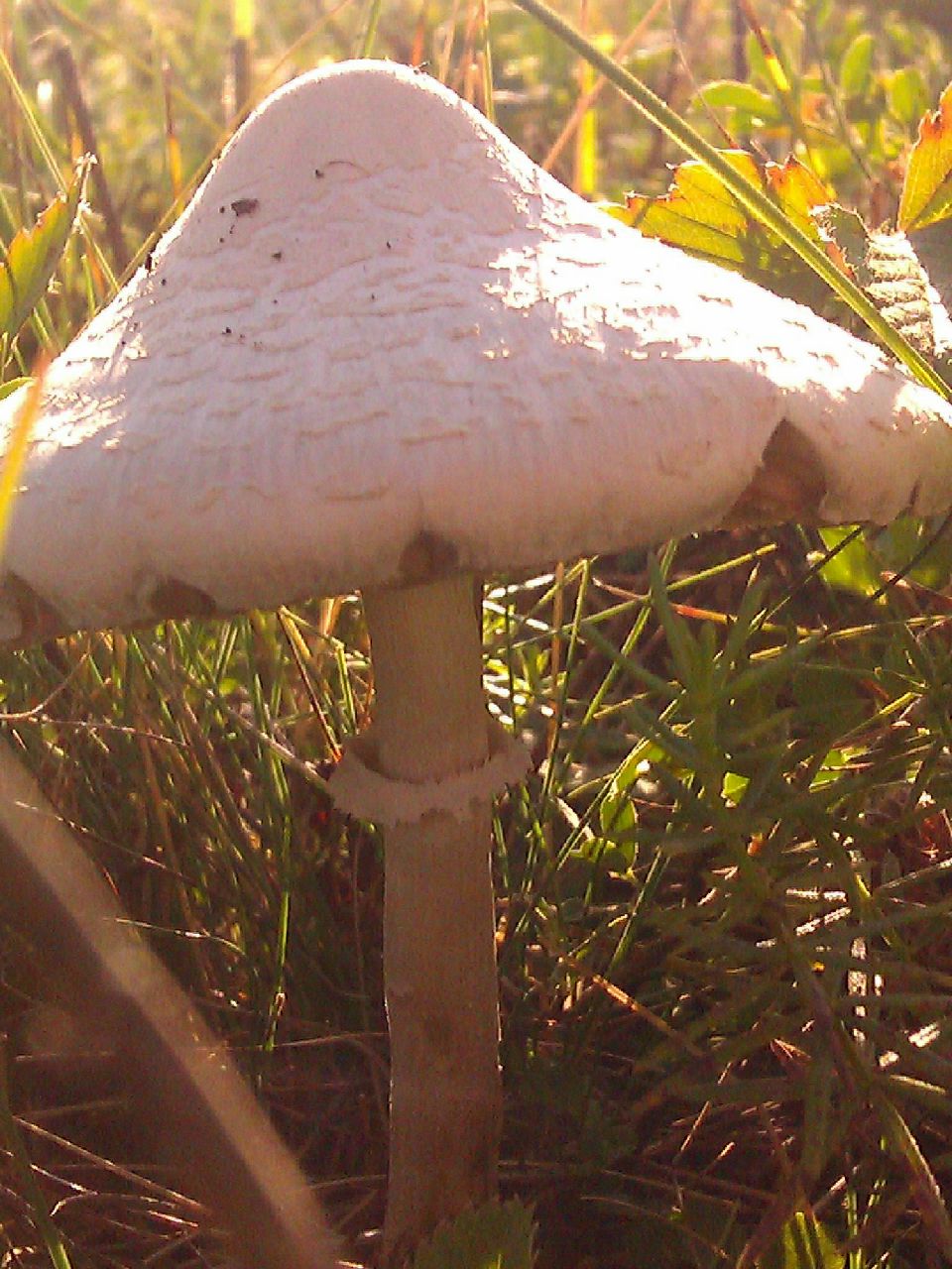 Инга Симиндей | Москва