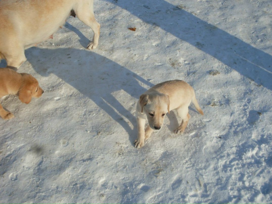 Диана Оренко | Киев