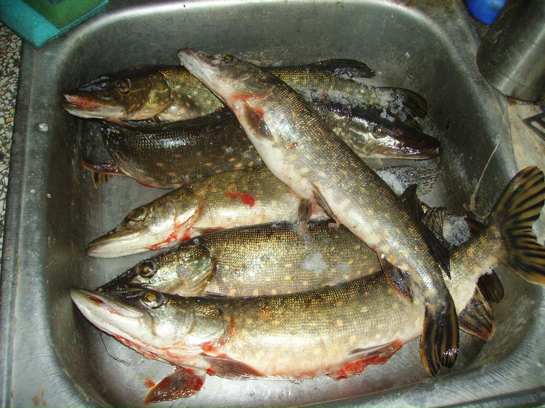 Михаил Петров | Псков