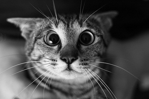 Ivan Sotnik | Львов