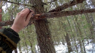 Строительство кулемки для ловли куницы