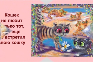 Кошачесть - Образ Жизни