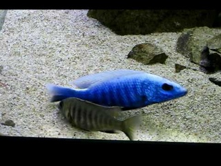 Sciaenochromis Fryeri