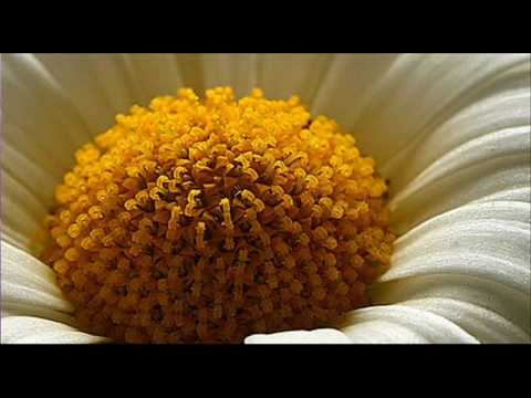 A. Vivaldi: Turno Aricino ( RV Anh. 125) Aria: Se fide quanto belle (