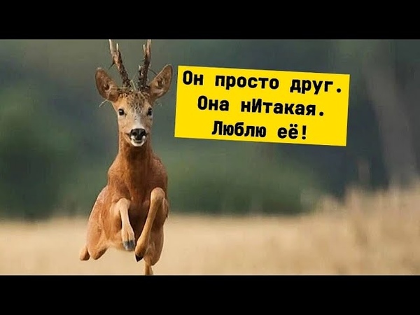 Алени, куколды. ОНИ ТАКИ