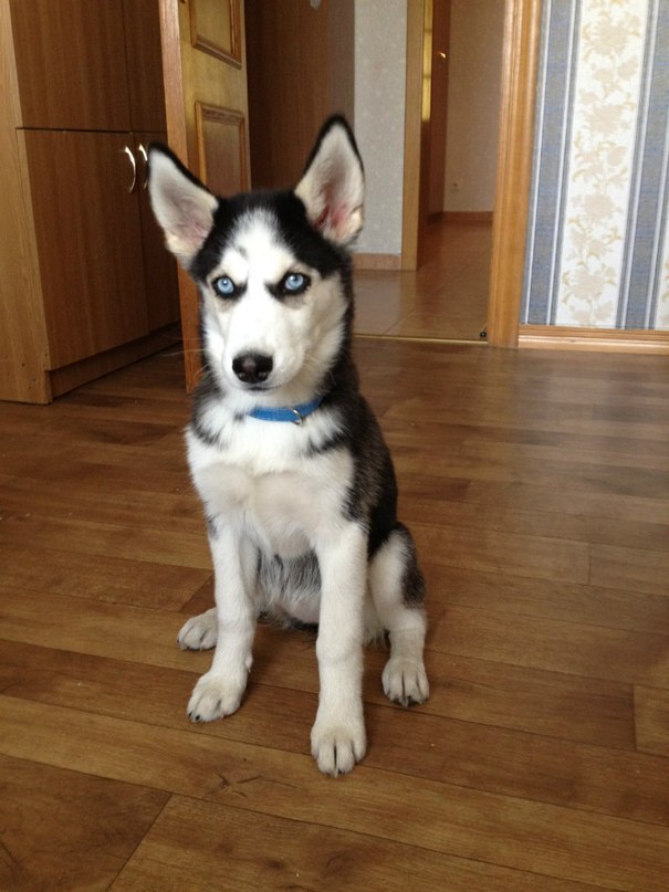 Луиза Иванова | Череповец