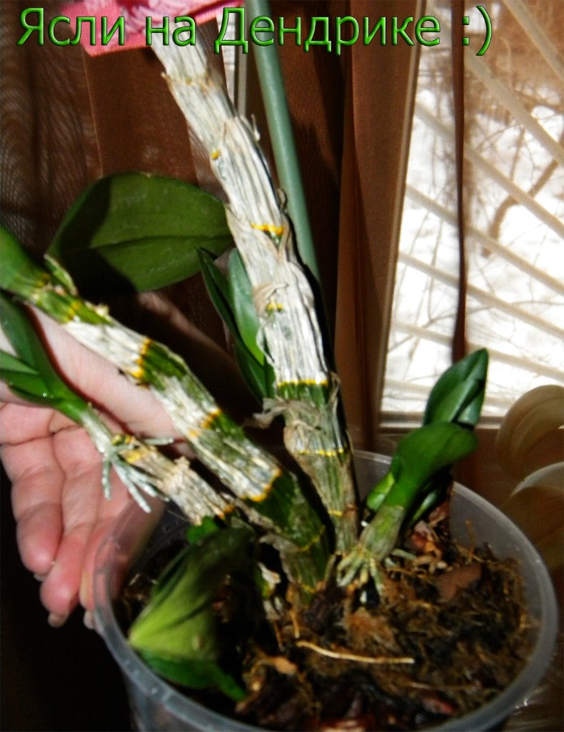 Евгения Данилова | Казань