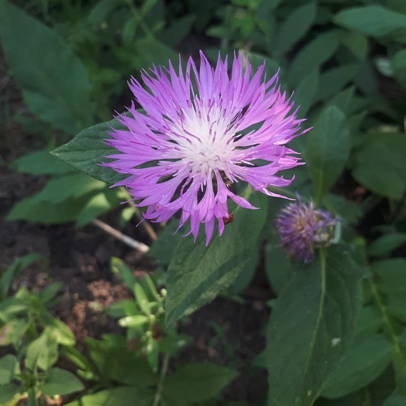 Виктория Арих | Тула