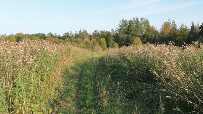 Александр Круглов | Вожега