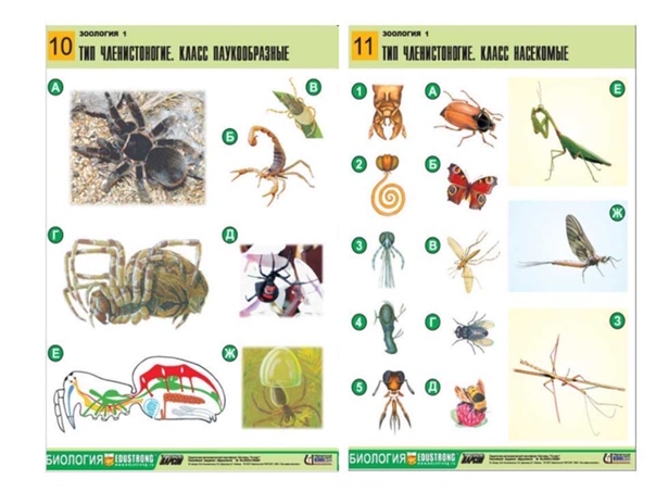 Картинки ШКОЛЬНАЯ ЗООЛОГИЯ