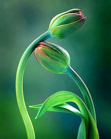 Елена Юрьева | Белокуриха