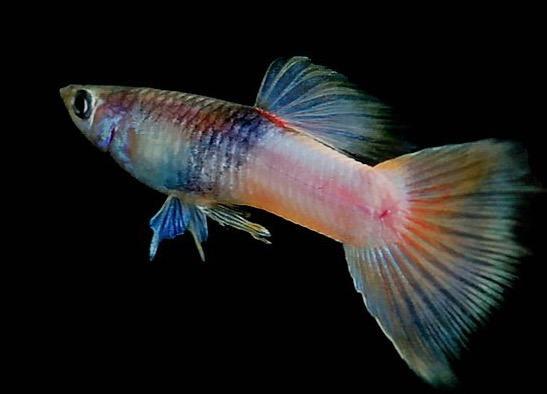 Володя Марков | Казань