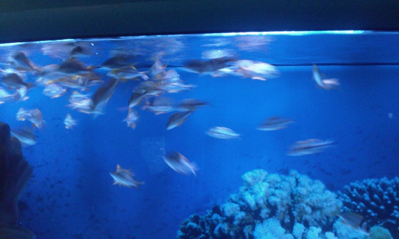 Юлия Цветкова | Ржев