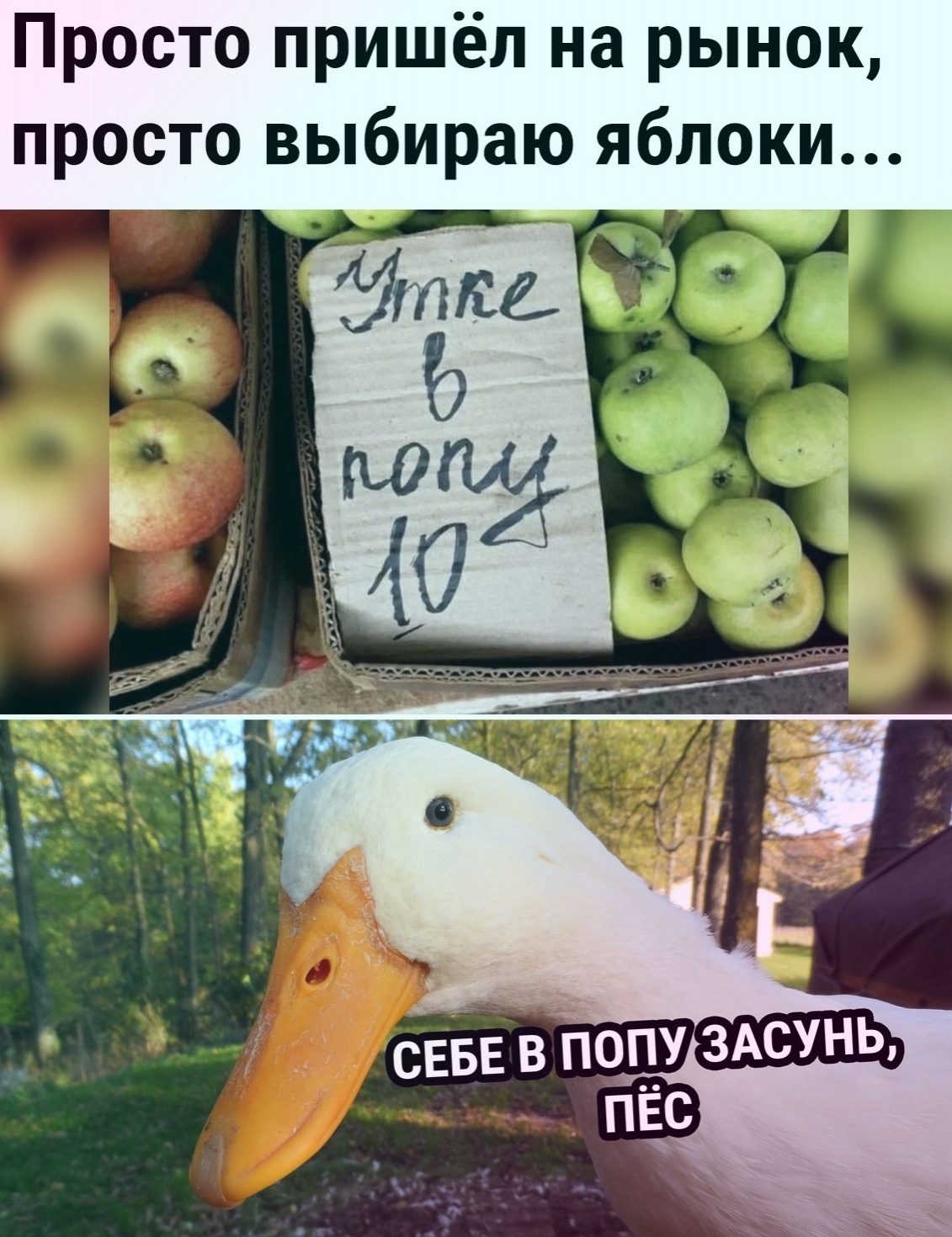 Утка я яблоками прикол