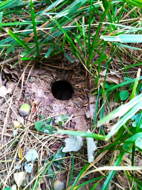 Осиное гнездо в земле фото Осиное гнездо в земле фото