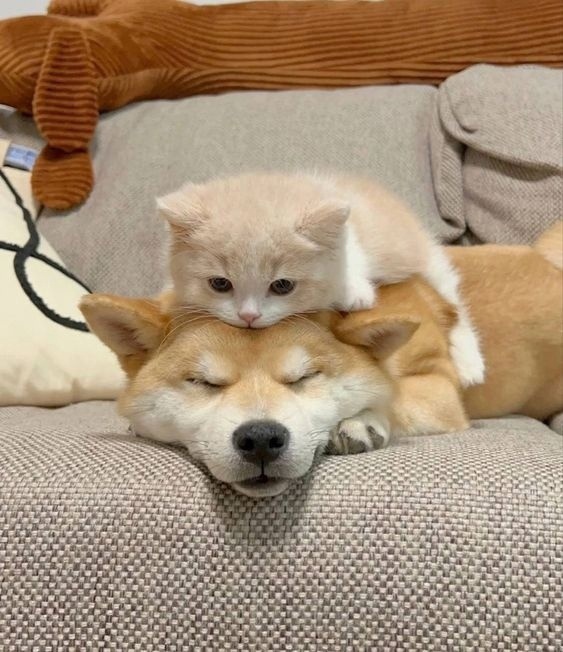 Сергей Ширяев | Оренбург