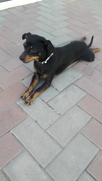 Хозяева отзовитесь, чья потеряшка ? Находится возле магазина( Народный),в 3-ем микрорайоне.