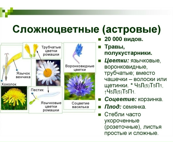 Ромашка относится. Сложноцветные Астровые цветки. Сложноцветные трубчатые и воронковидные. Семейство Астровые Ромашка. Особенности растений семейства Сложноцветные таблица. Ромашка относится. Сложноцветные Астровые цветки. Сложноцветные трубчатые и воронковидные. Семейство Астровые Ромашка. Особенности растений семейства Сложноцветные таблица.