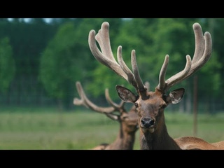 🦌Экскурсия в алтайский маральник | Пантовая продукция Алтайвита