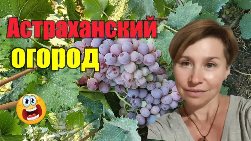 Что растет в жаре Готовлю в гостях