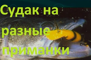 Диалоги о рыбалке -139- Волга, Трехречье, судак на разные приманки