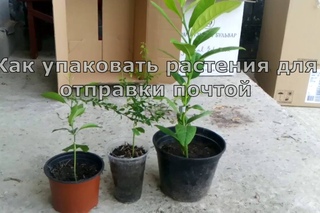 Как упаковать растения для отправки почтой