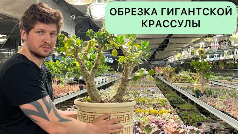 ОБРЕЗКА ОГРОМНОГО ДЕНЕЖНОГО ДЕРЕВА ТОЛСТЯНКИ КРАССУЛЫ