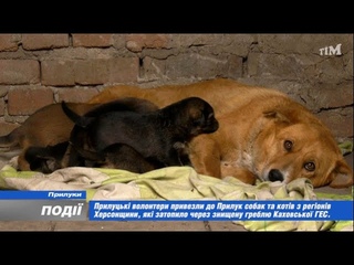 Прилуцькі волонтери привезли до Прилук собак та котів з затоплених регіонів Херсонщини. 2023-060-13