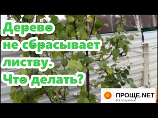 Ноябрь. Дерево не сбрасывает листву. Что с этим делать