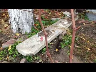 Осенняя обрезка однолетних саженцев винограда  Три варианта обрезки