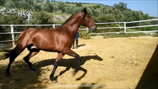 HORUS ANGOSTORA 20240419