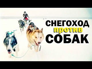 Снегоход против собак