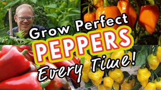 Grow Perfect Peppers Every Time! 🌶