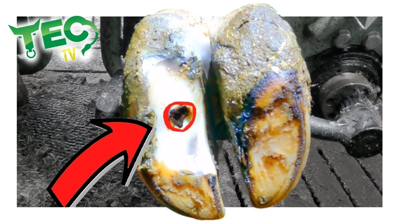 WHATS in the BLACK HOLE in this COWS FOOT , HOOF OF THE