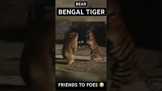 Grizzly Bear vs Bengal Tiger! #tiger #bengaltiger #grizzlybear #bear #tigervsbear #wildlife