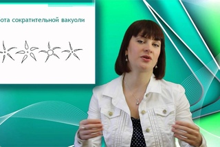 Инфузория - туфелька. Онлайн подготовка к ЕГЭ по Биологии.
