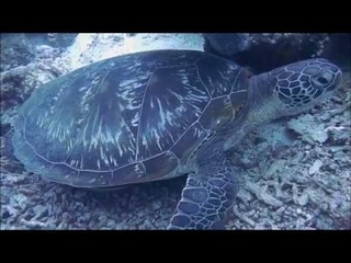 Подводный мир  Undersea world