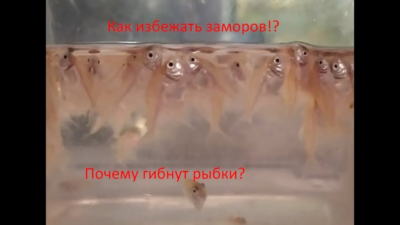 Основные причины заморов в ваших аквариумах Грубые ошибки