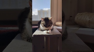 Я на солнышке лежу  #marsik #cat #кот